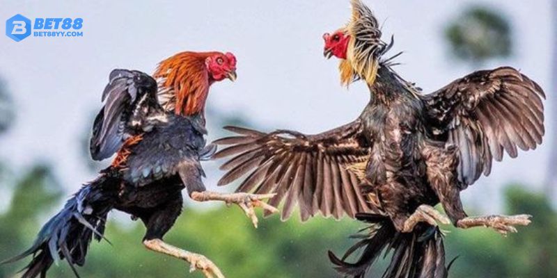 Đa dạng hình thức lựa chọn cho khách hàng trải nghiệm